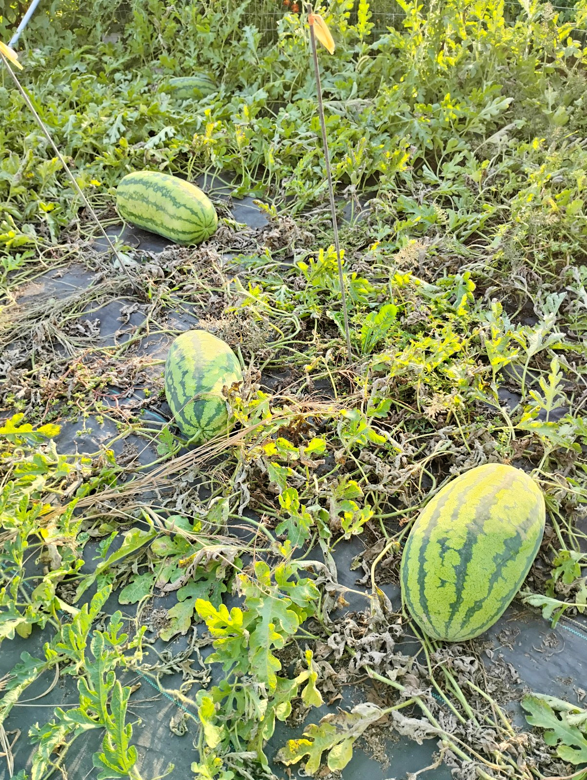 Iowa Grown Organic Striped Watermelon Seeds, NON-GMO, Gumbo Soil Pure 20-35 LBS