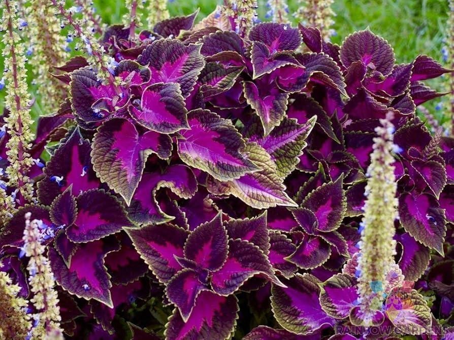 25+ Purple Dragon Coleus Seeds for Garden Planting – USA – FREE SHIPPING!