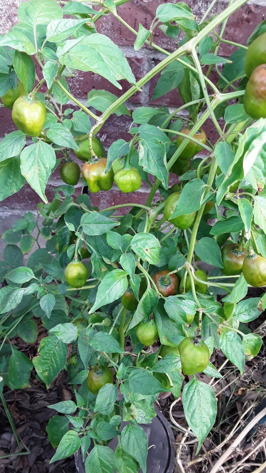 50+ Peppadew Pepper Seeds South Africa Sweet Piquante Super Prolific !