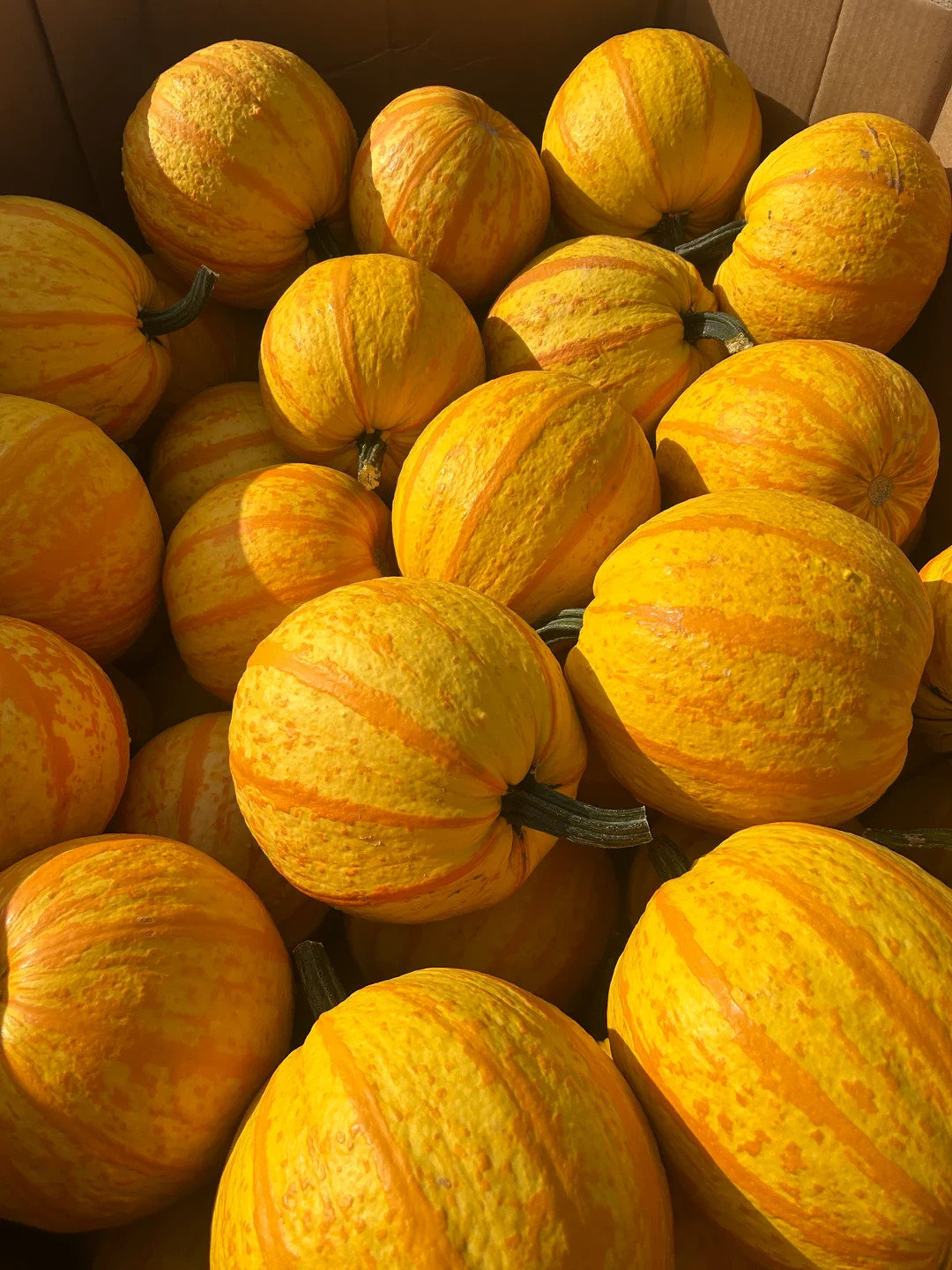 10 Fireball Pumpkin Seeds. Organic. USA Seeds. Ships free