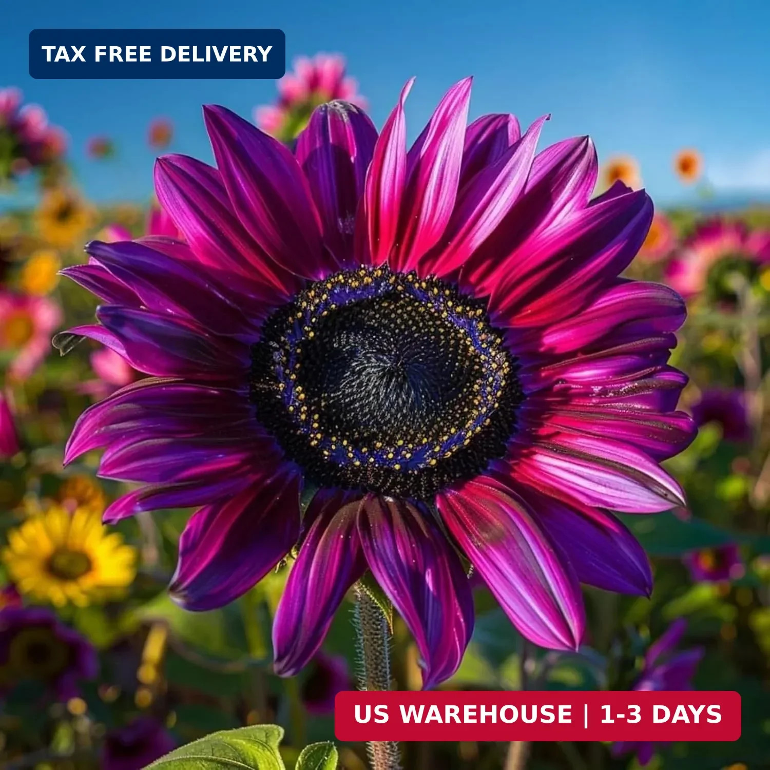 100+ Sunflower Seed for Planting – Dwarf Sunflower Seeds Non GMO Heirloom Seeds