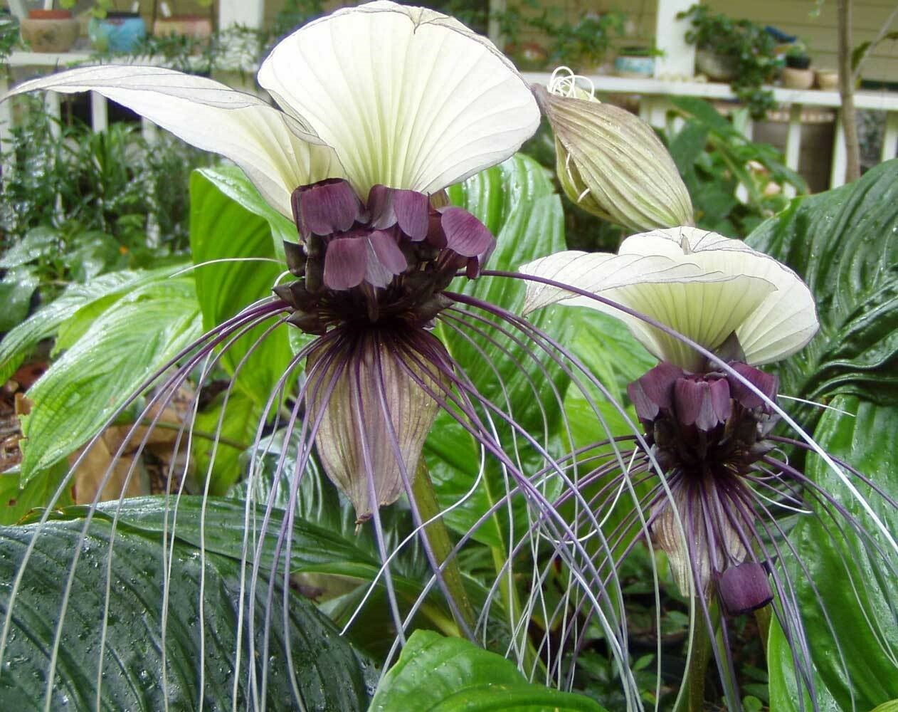 Tacca integrifolia | White Bat Flower | 20_Seeds