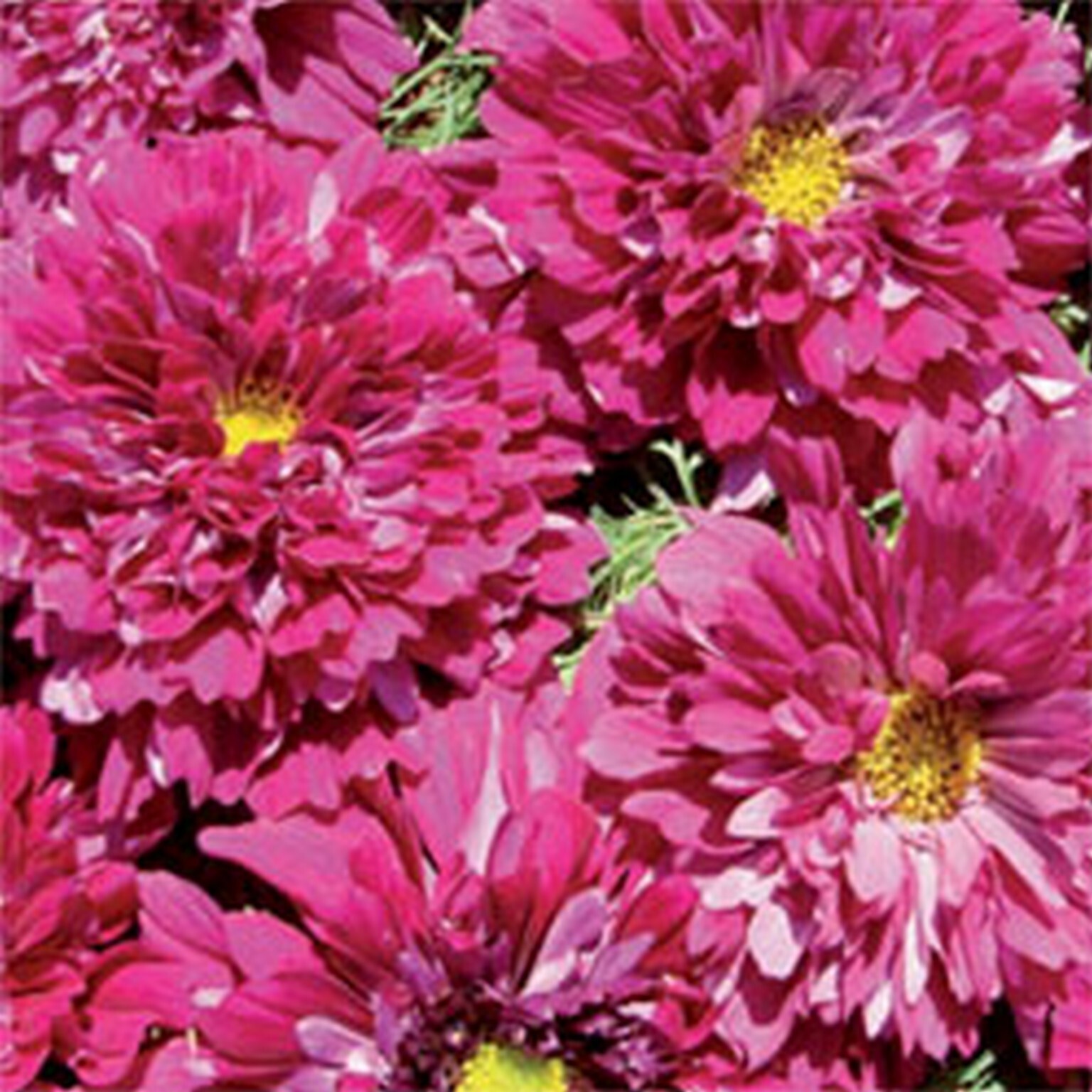 Cosmos Cranberries Double click – 25 Seeds – Frazzled Petals – C. bipinnatus