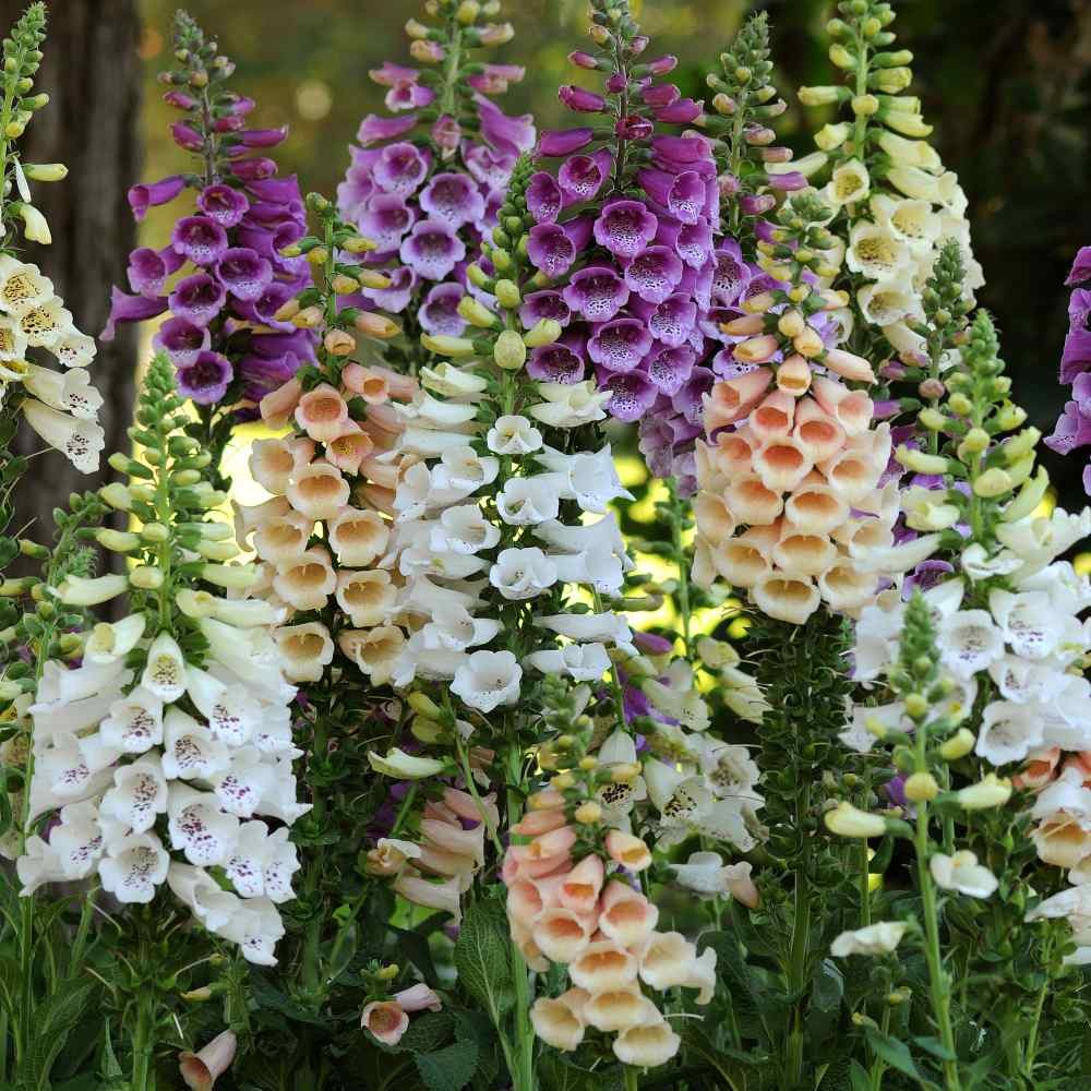 5000 Seeds Foxglove Seed – Digitalis Purpurea Excelsior Mix Wildflower Seeds