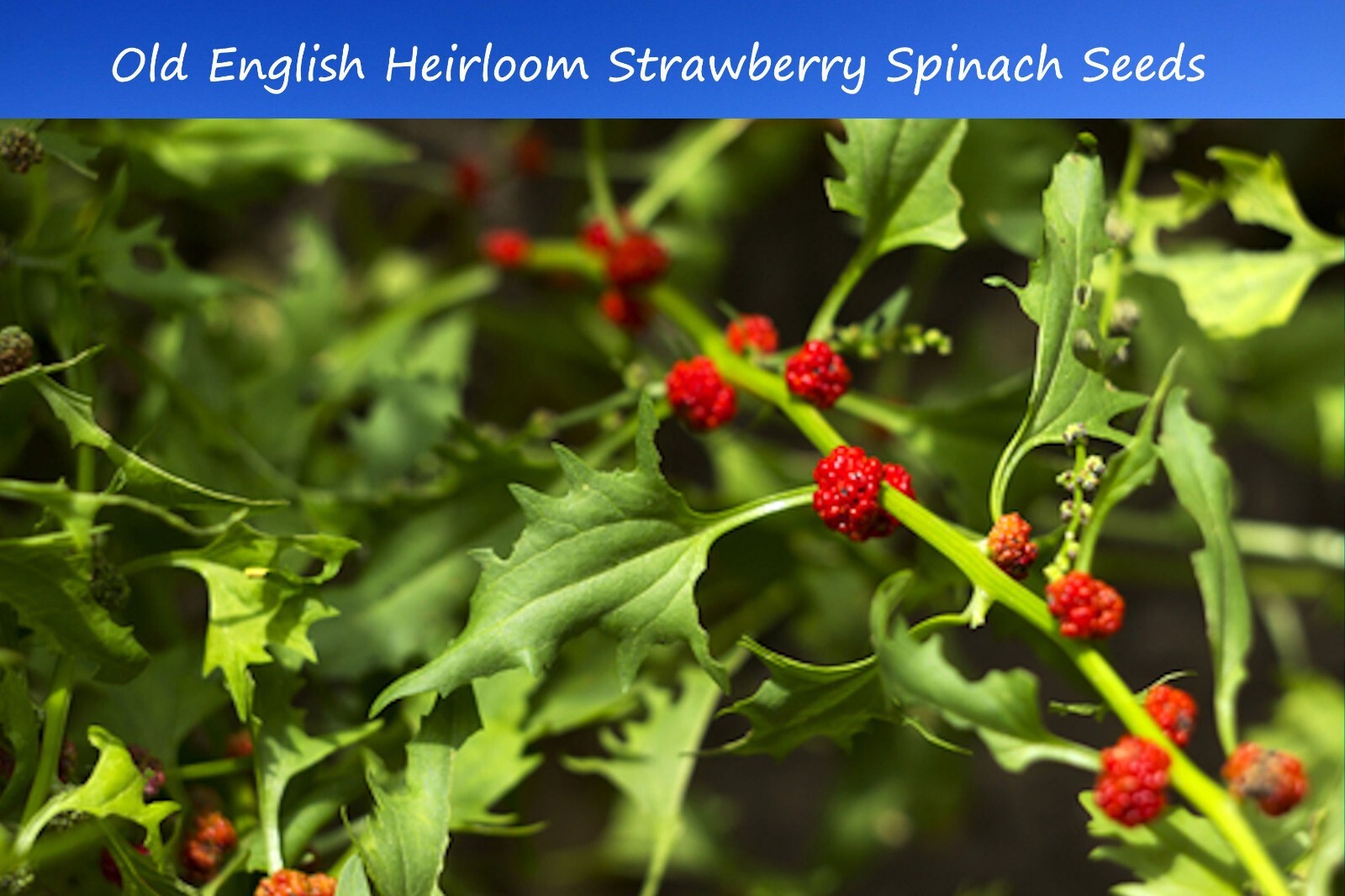 Vegetable Seeds Strawberry Spinach-50 Seeds- English Heirloom Chenopodium