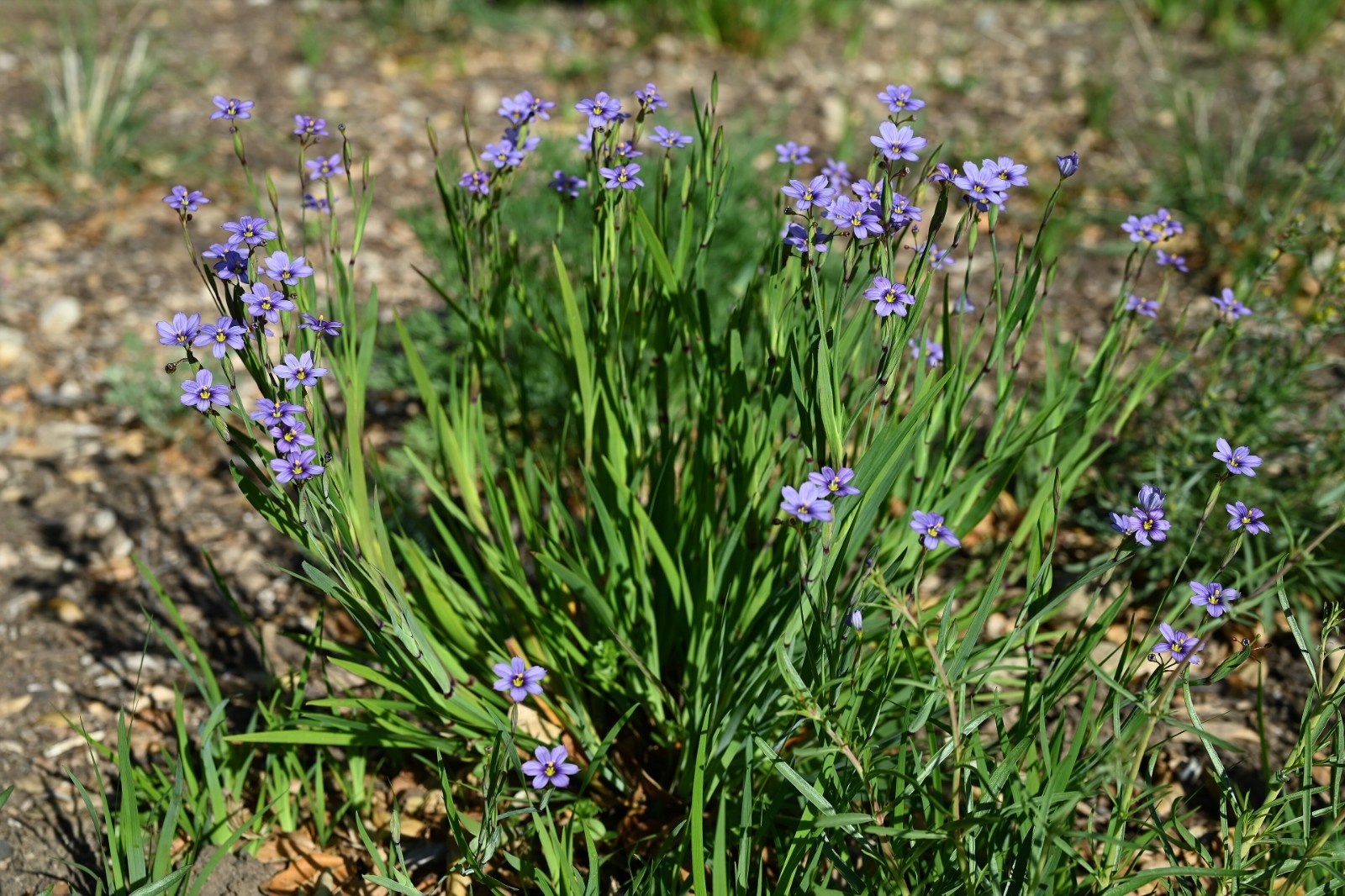 Western Blue Eyed Grass Seeds – California Native Flower – Sisyrinchium bellum