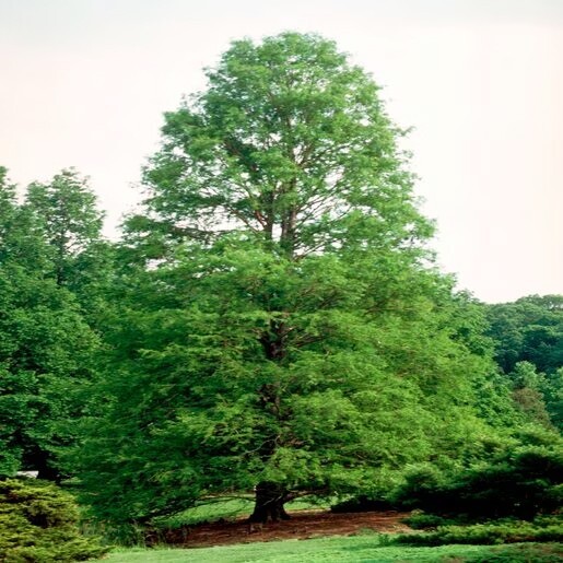 Northern Bald Cypress Tree | Premium Seeds | Taxodium distichum ‘Fall’ | Plants’