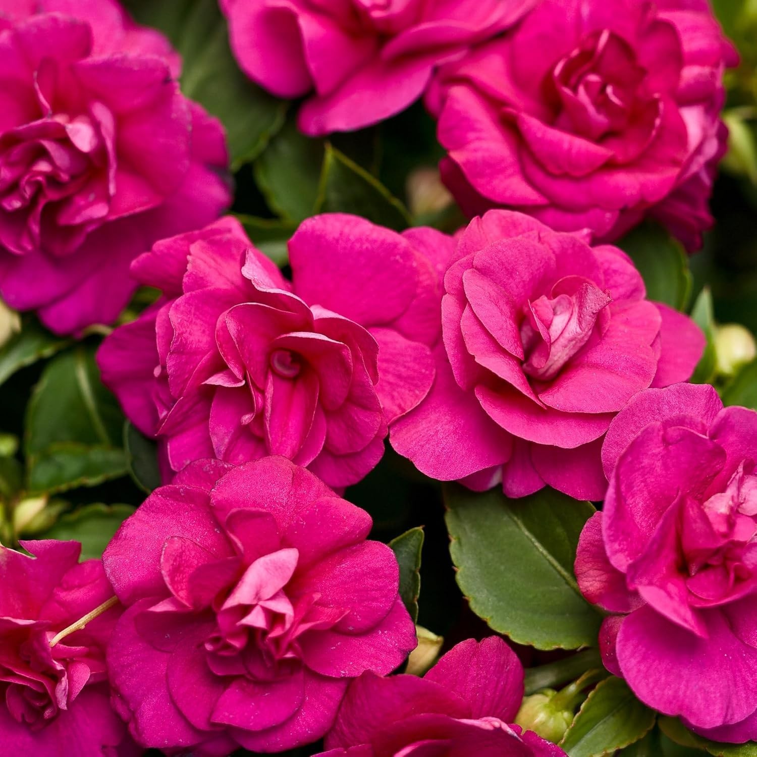 500+Mixed Impatiens Seeds for Planting Outdoor Home-Perennial Impatiens Balsa…