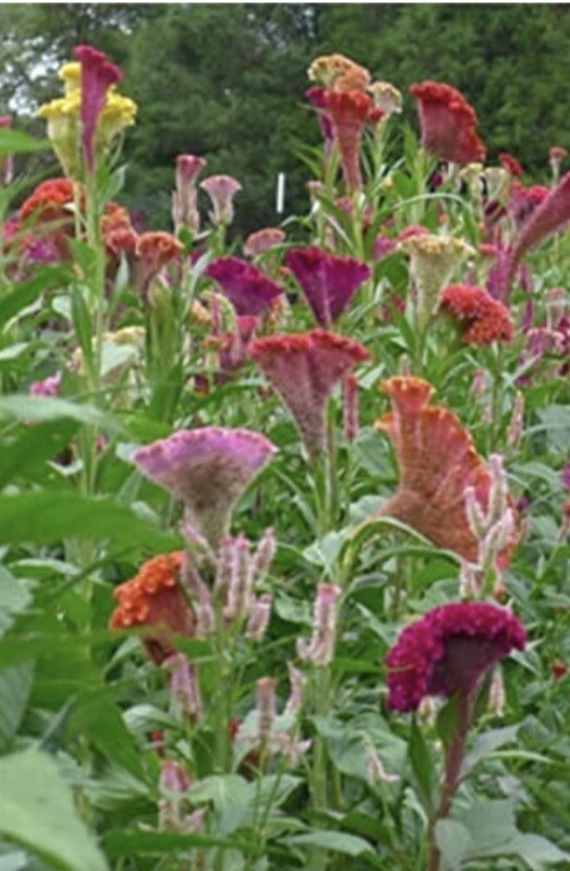 Celosia Supercrest Flower Seeds 🇺🇸 Heirloom Check Out My Store For More