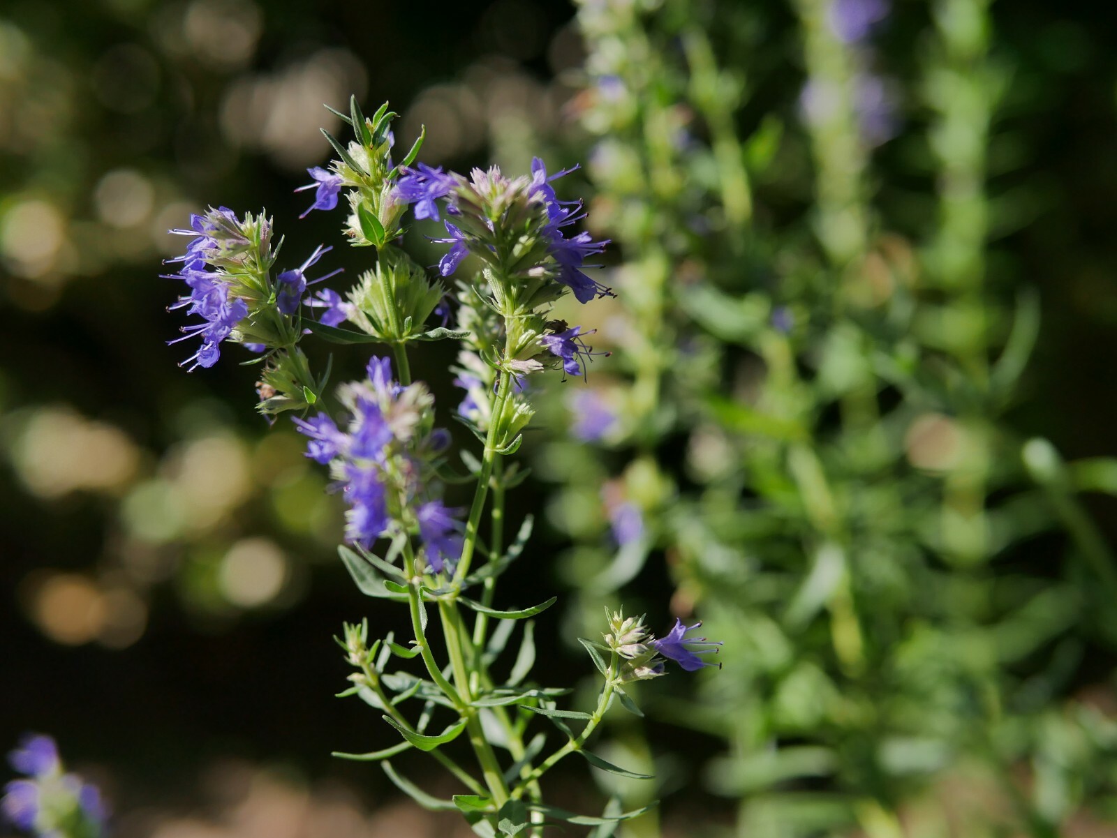 Hyssopus officinalis 500 Seeds – Hyssop
