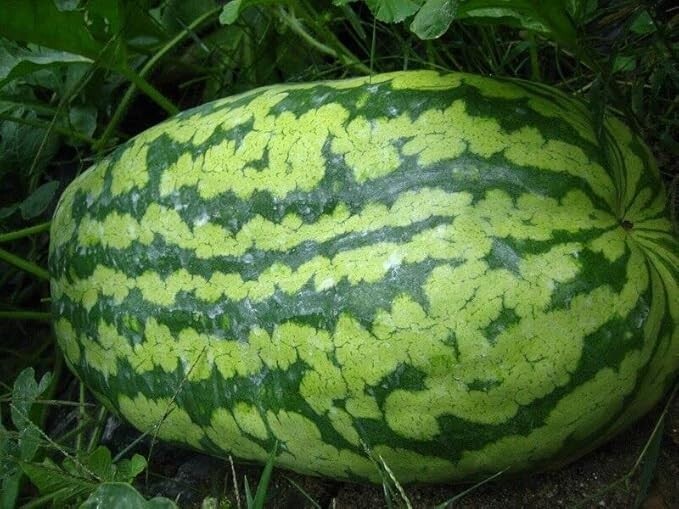 Watermelon Seed: Carolina Cross Watermelon Seeds 12 Seeds Non-GMO Heirloom