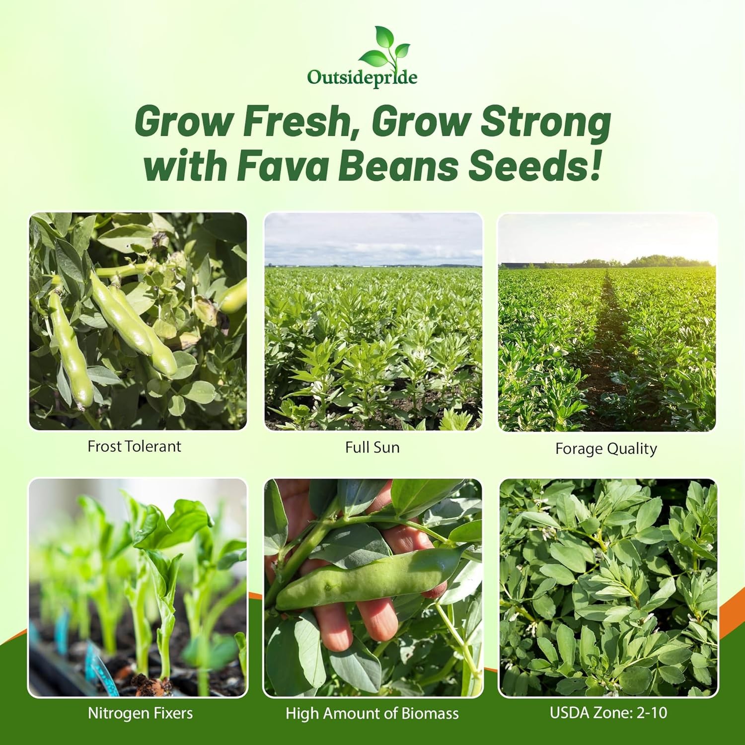 1 LB Fava Bean Seeds For Cover Crops & Food plots