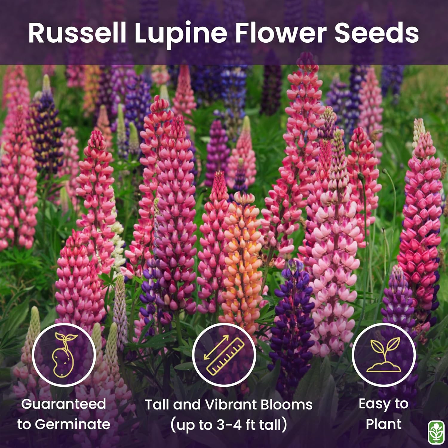 100 Mixed Russell Lupine Seeds – Perennial Wildflower Garden Plant Bloom Mix
