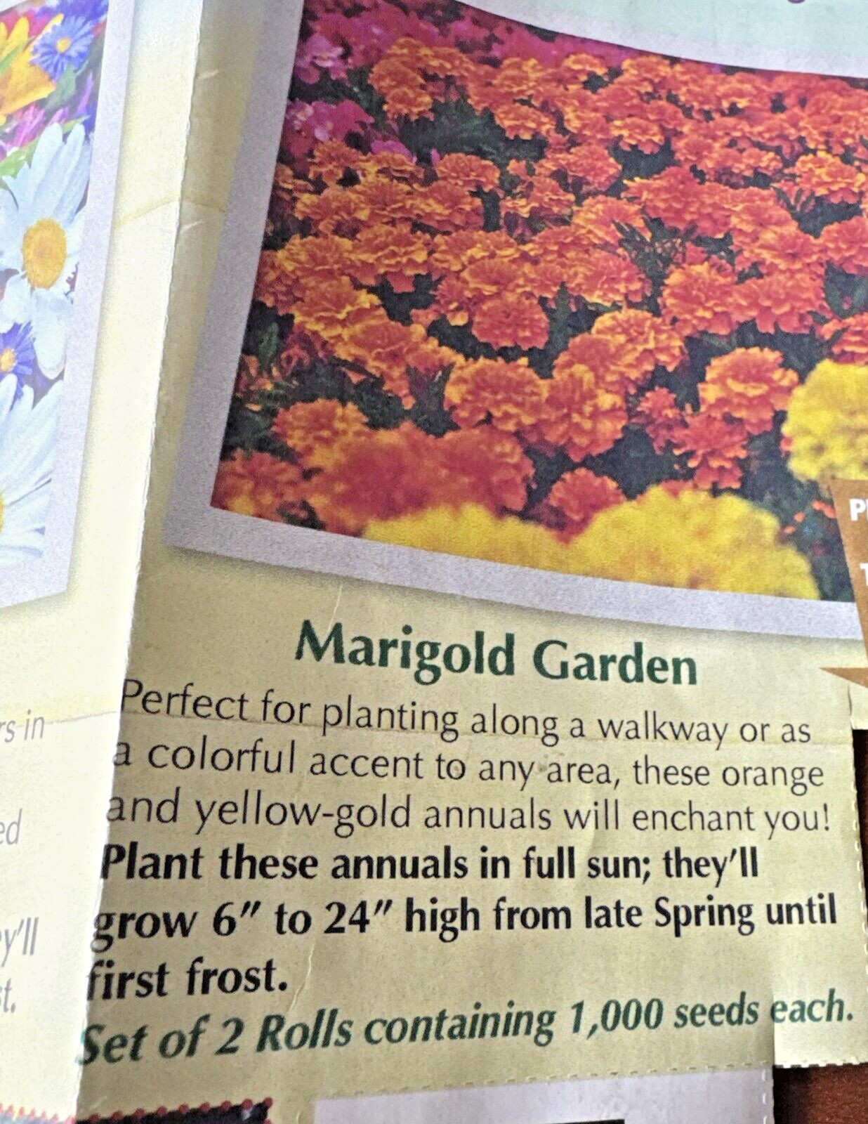 NEW 2Pk Roll Out Flowers Annuals MARIGOLD Garden GROWS 6″ -24″ T Full Sun
