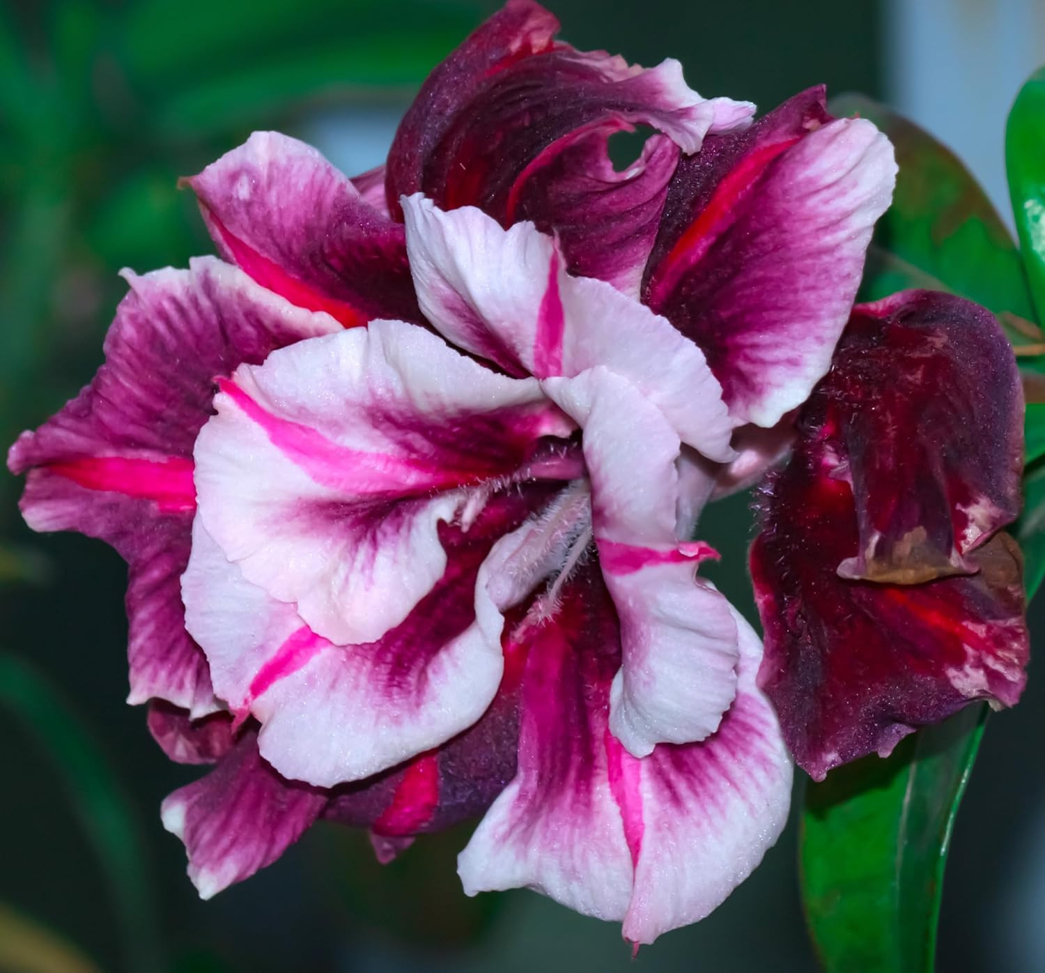 20 Desert Rose Seeds for Planting Mixed Color Ready to Grow Adenium Obesum Seeds
