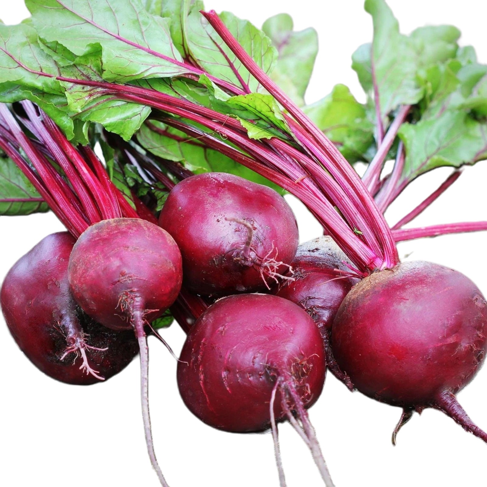 Detroit Dark Red Beet Seeds (Treated Seed) Free Shipping!