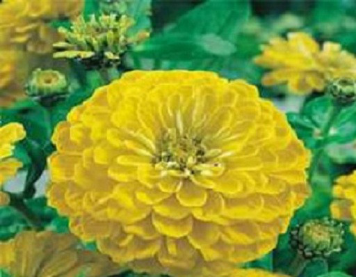 MPB#12 Zinnia Seeds Canary Bird Elegans Seeds 100 Flower Seeds