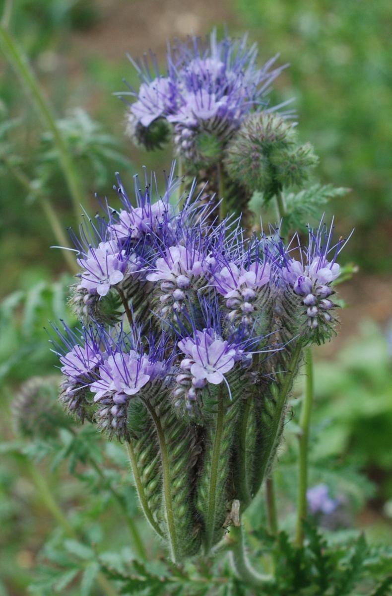 Purple Lacy Tansy Flower 500 Seeds USA Seller