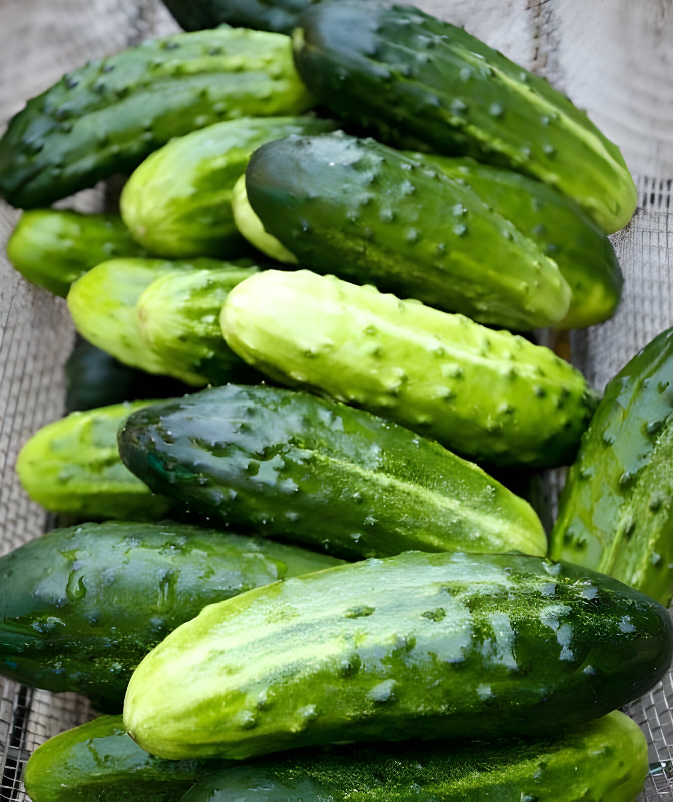 40 Heirloom Homemade Pickles Cucumber Seeds – NonGMO & Organic