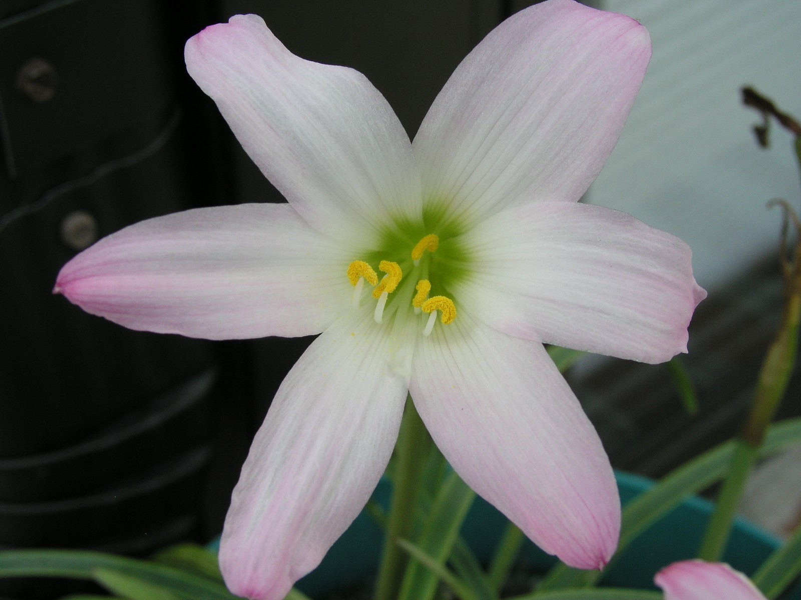 Rain Lily, Habranthus tubisflora, 1 bulb, NEW, RARE, zephyranthes