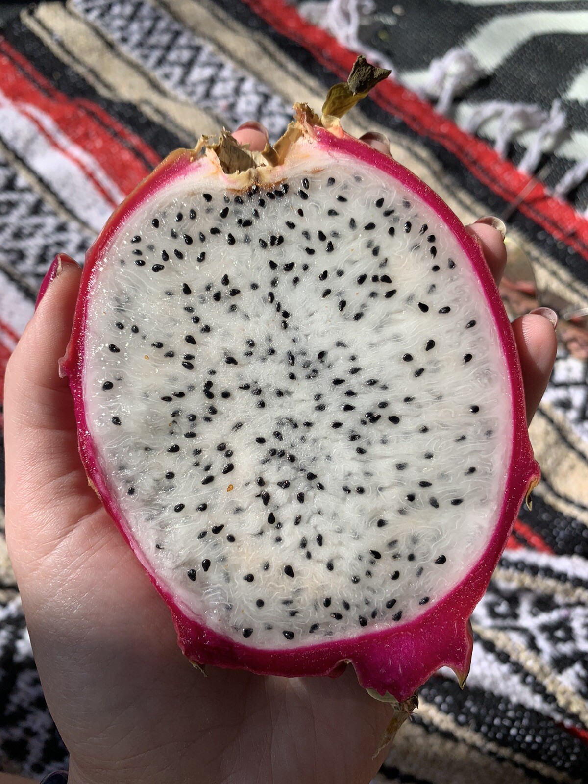 50 White Dragon Fruit Seeds Pitaya Pitahaya Hylocereus Undatus Cactus Grow Rare