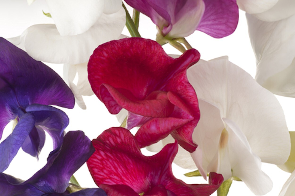 Flower Seeds-Sweet Pea Everlasting Mix Seed Pack – 20 Seeds Rainbow of Color