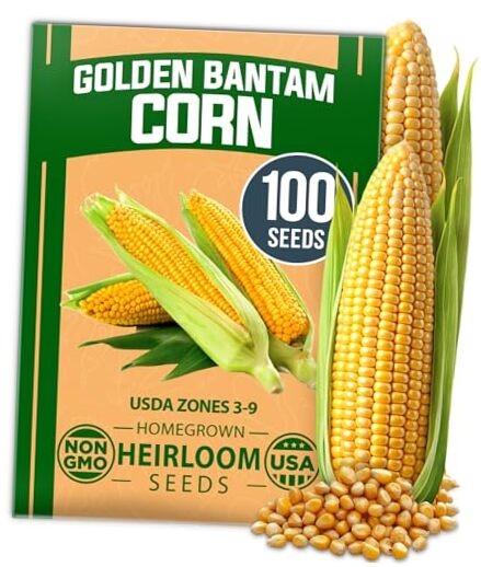 Non GMO Golden Bantam Corn 1 Pack 100 Heirloom Vegetable Corn Golden Bantam