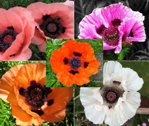 ORIENTAL POPPY MIX Papaver Orientale – 10,000 Bulk Seeds
