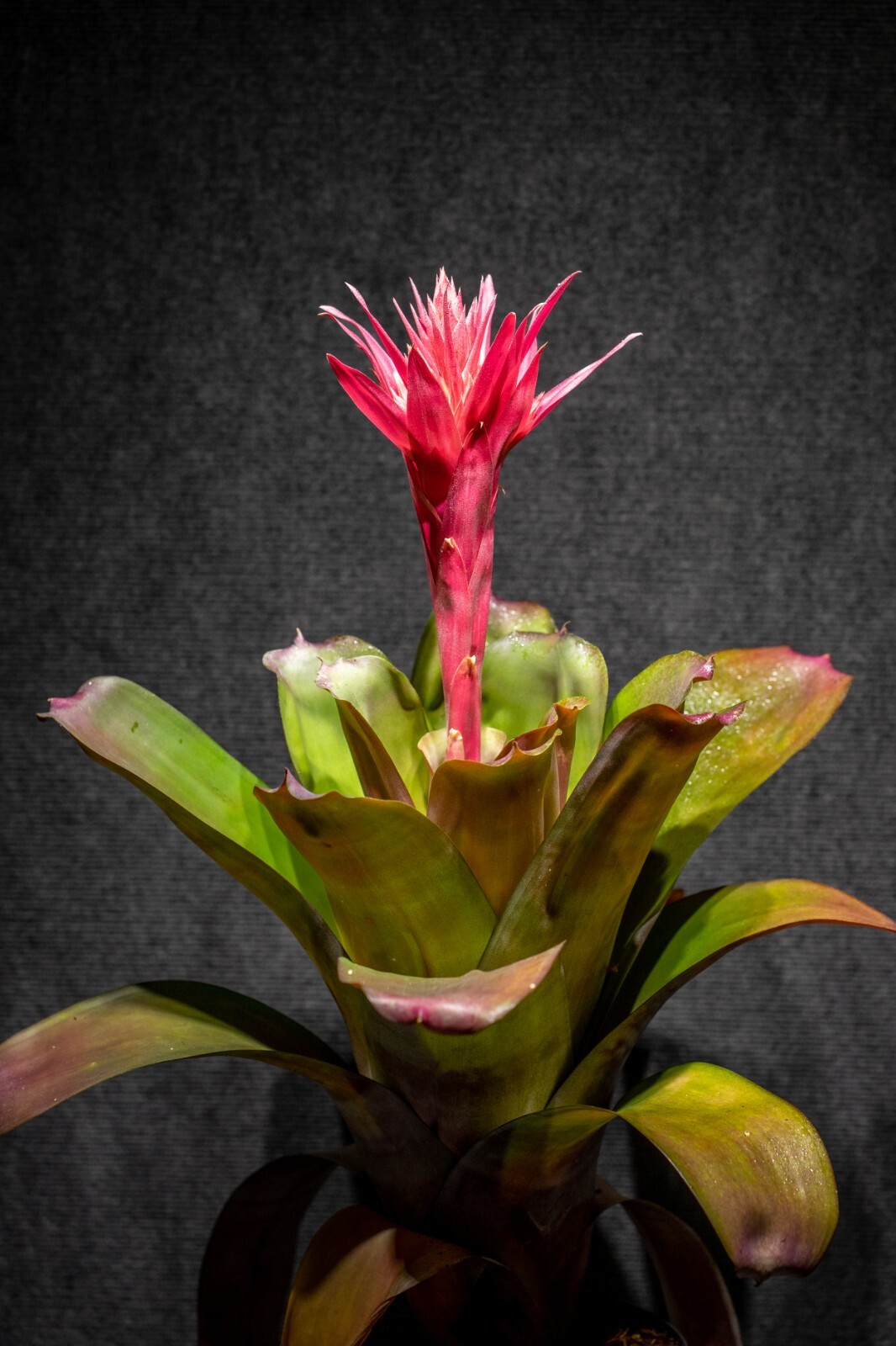 Bromeliad Aechmea Harvito 8″ pot