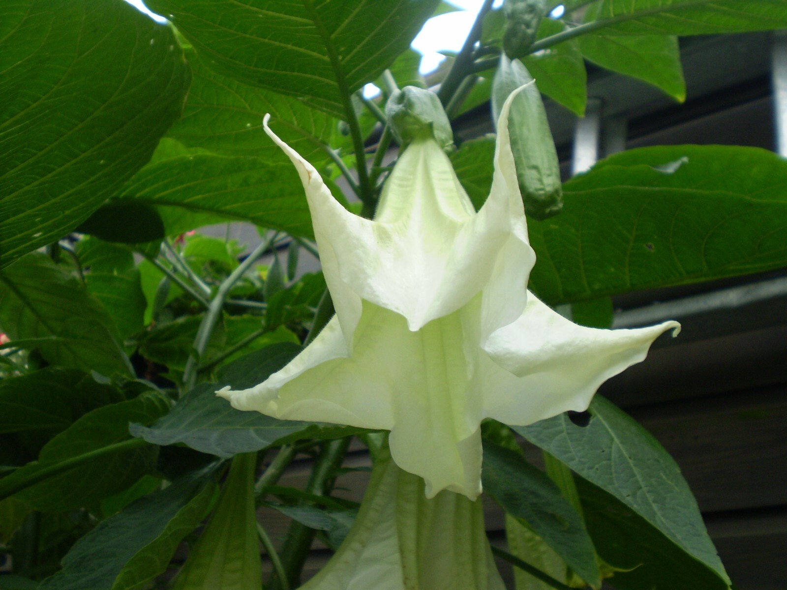 Brugmansia suaveolens 100 Seeds (White Flower) – Angel’s Trumpet