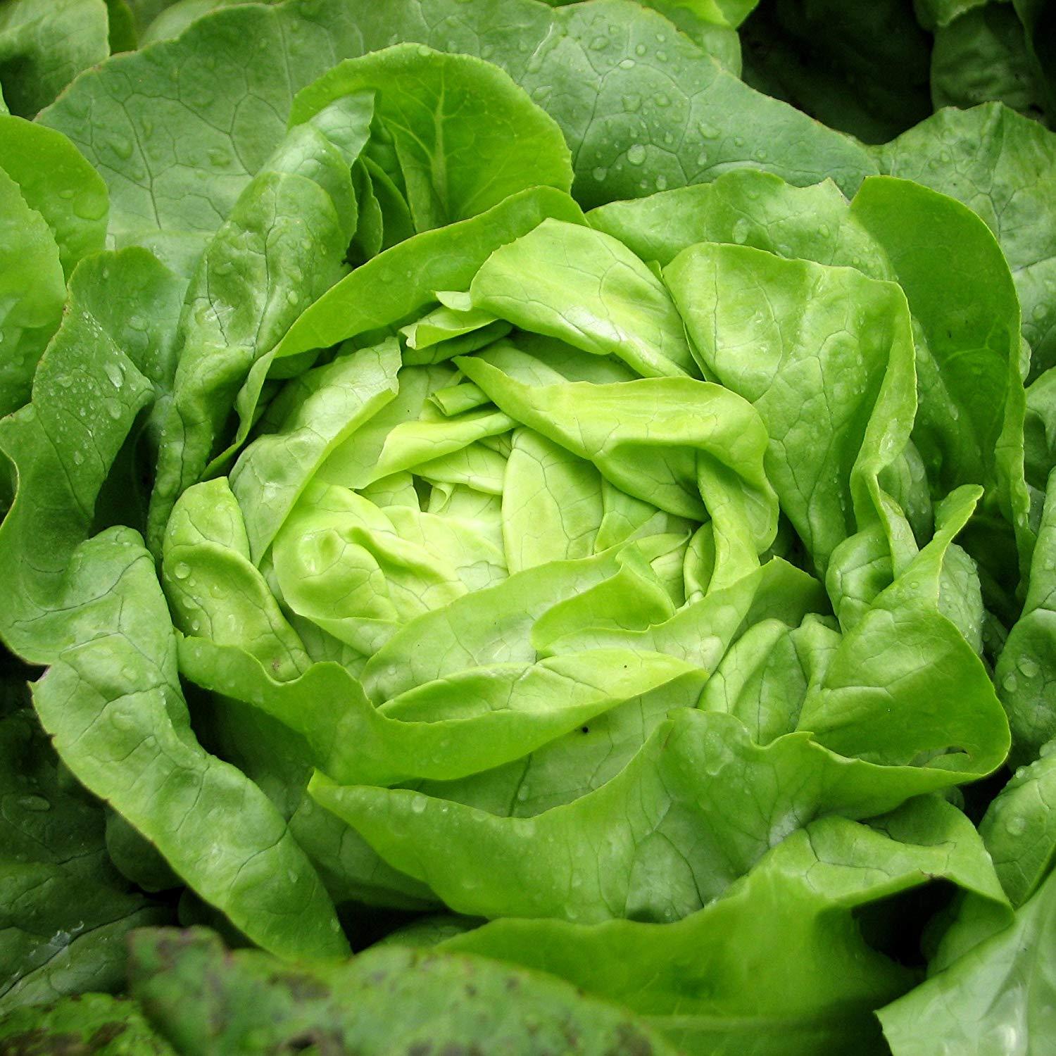 600+BIB BUTTERCRUNCH Lettuce Seeds Organic Vegetable Garden Container Fast Easy