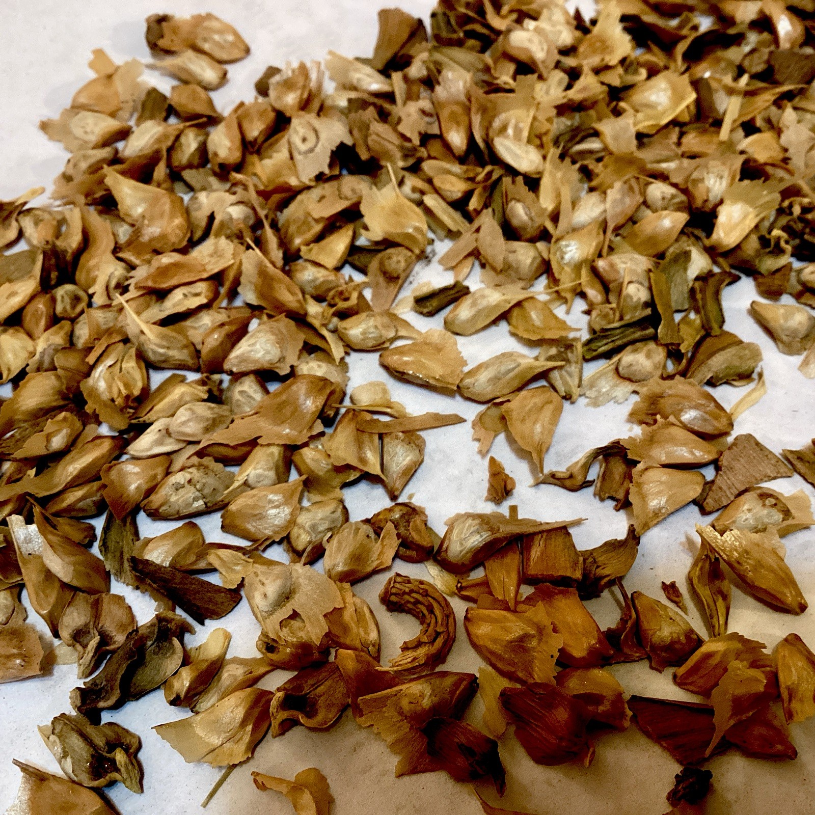 Chinese Golden-Larch Tree Seeds (PSEUDOLARIX AMABILIS)