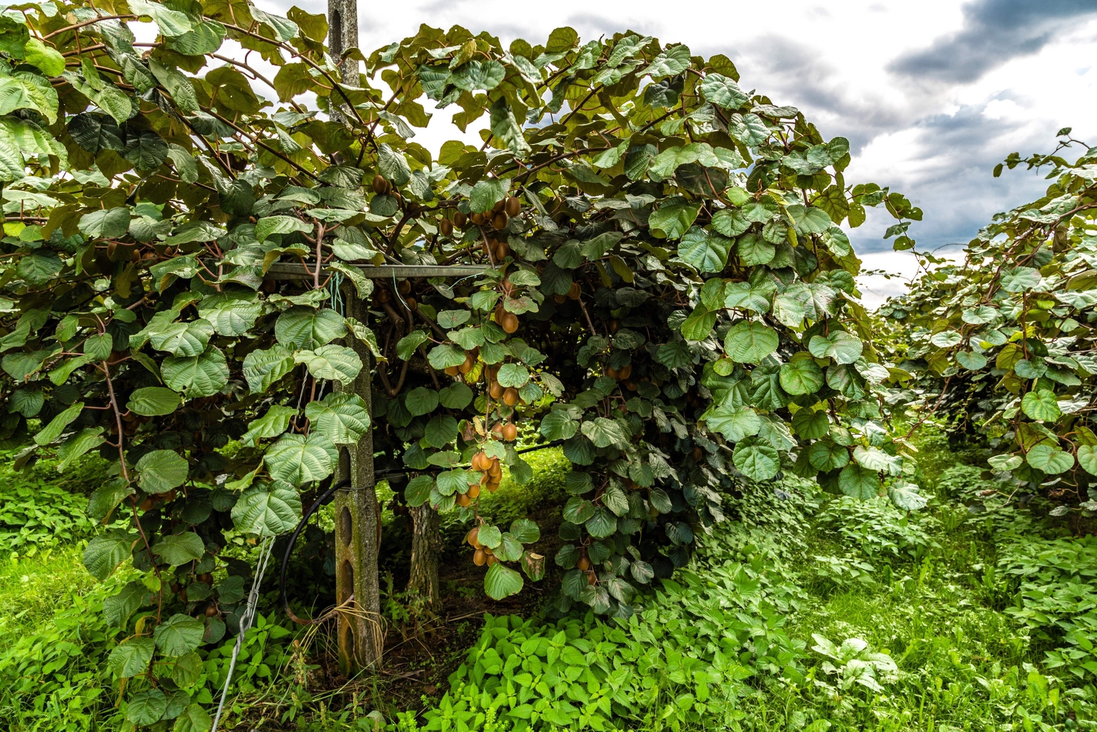 50 GOLDEN KIWI FRUIT Yellow Actinidia Chinensis Kiwifruit Gooseberry Vine Seeds