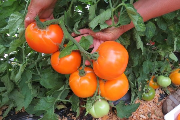 10 seeds Ilses ORANGE Latvian Tomato Rare Heirloom Variety Tetracislycopene 6.73