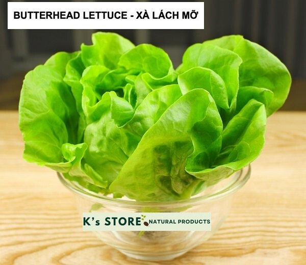 LETTUCE SEEDS(Butterhead/Salad Bowl/Baby/Butter Crunch)-Xà Lách Mỡ/Xoăn/Baby/Búp