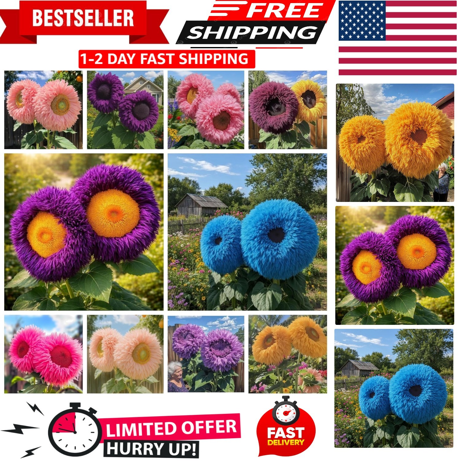 700+ Sunflower Seeds for Planting – Giant Teddy Bear Sunflower Heirloom Non-GMO