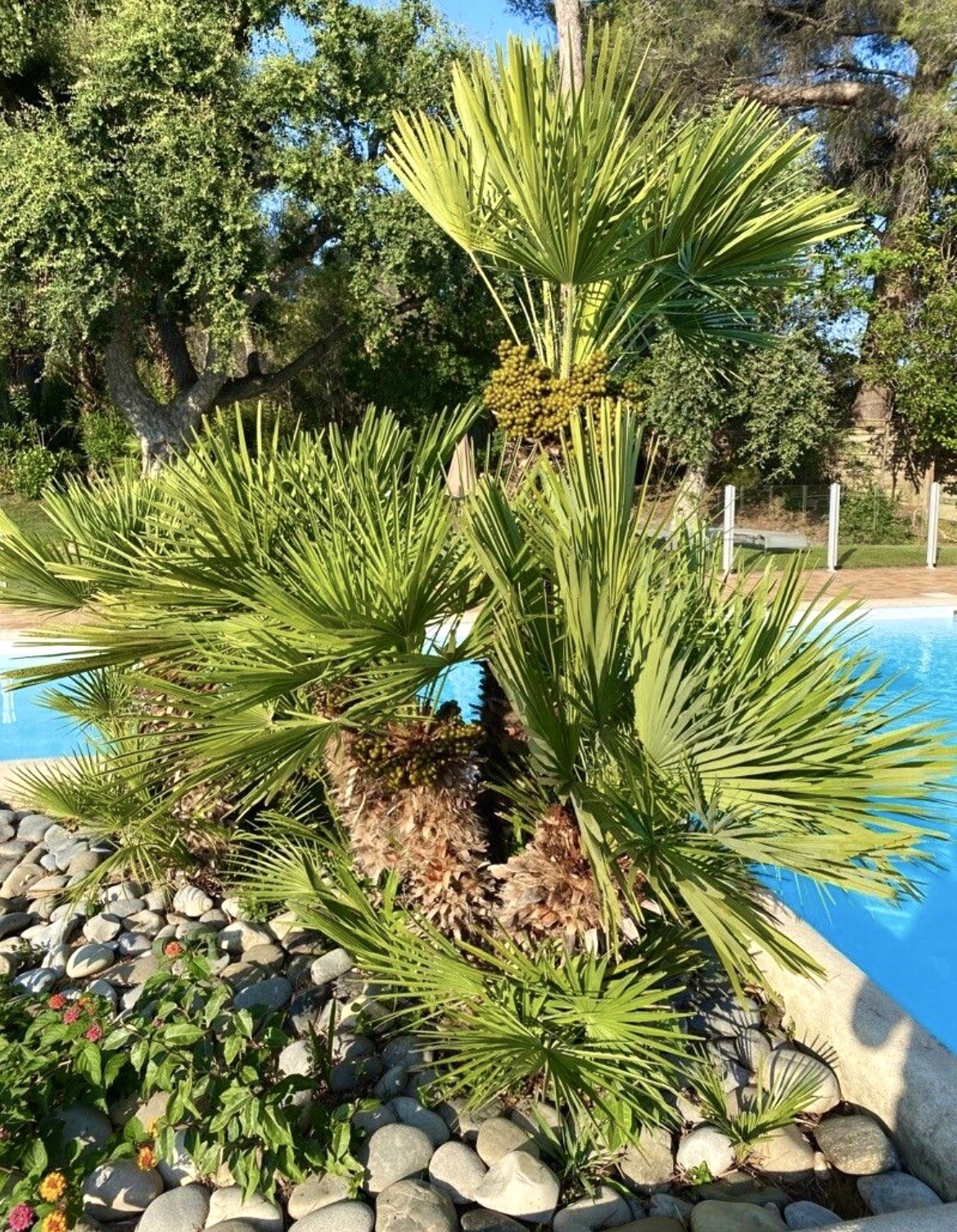 European Fan Palm, Chamaerops Humilis – 20 Seeds 2023 – USA