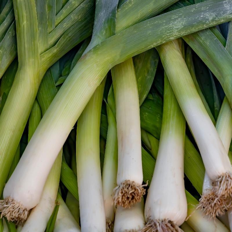 LEEK 200 American Flag Leek Seeds Heirloom Fresh Garden Seeds Free S&H