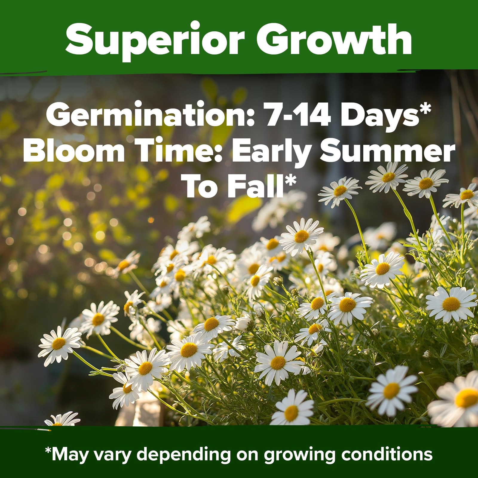German Chamomile Seed Pack 2,280 Non GMO Heirloom Seeds for Planting for Sust…