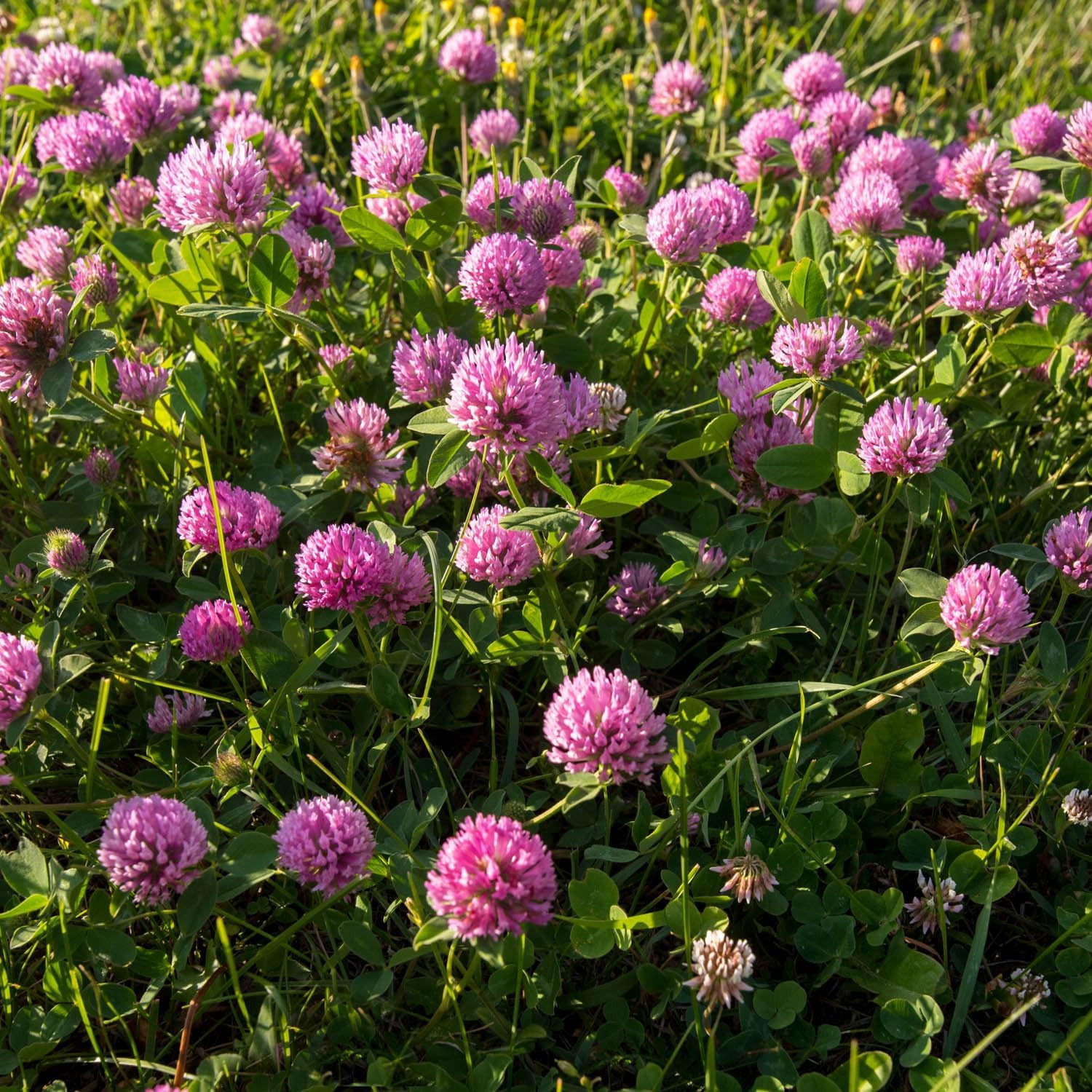 1/4 Lb. Perennial Red Clover Seed for Pastures, Hay, & Forage