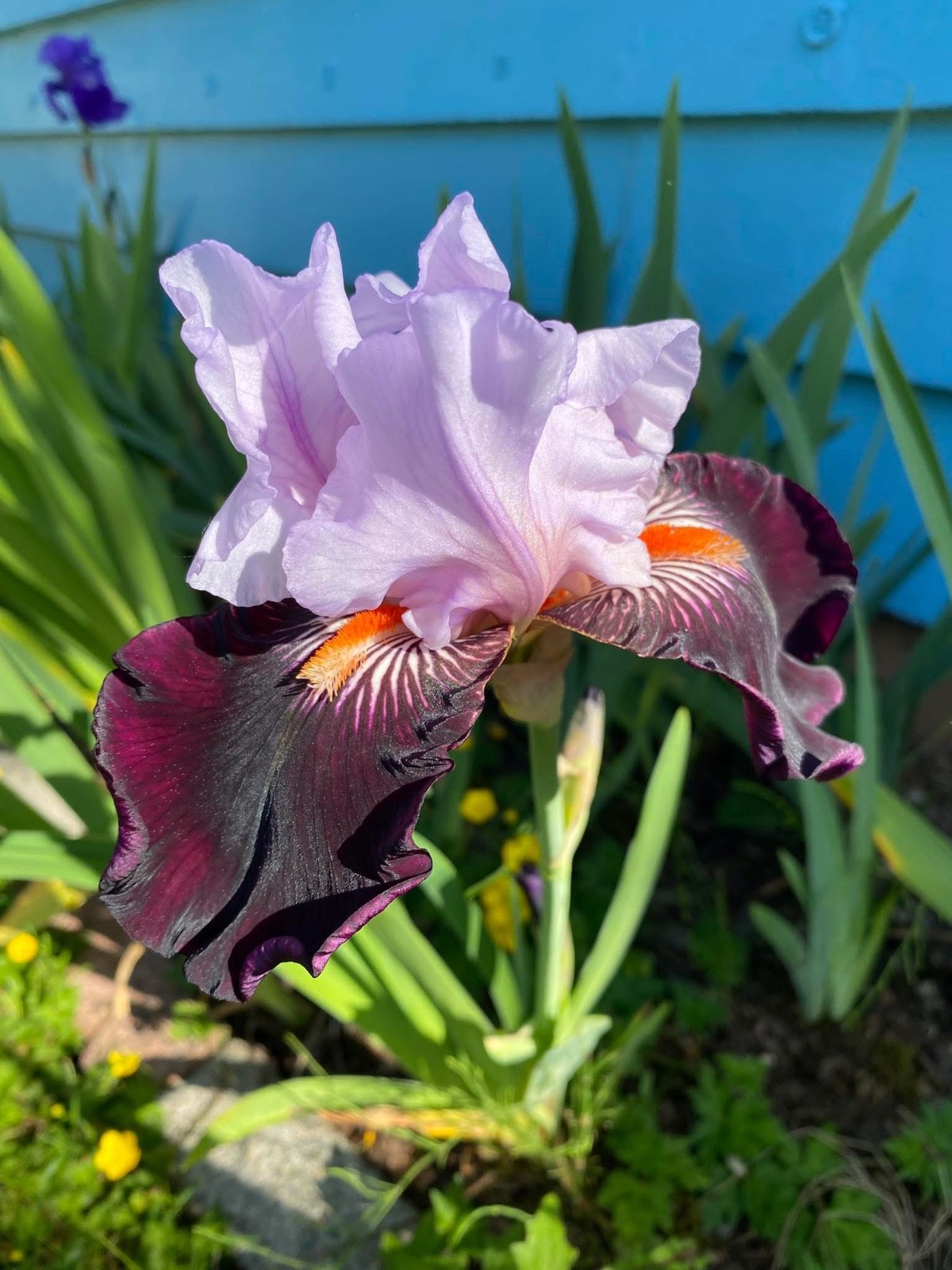 20 tall bearded iris rhizomes