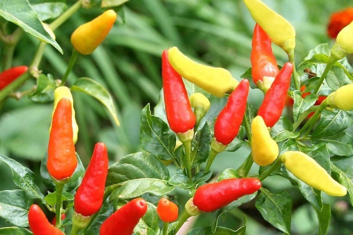 Tabasco Hot Pepper Seeds | Organic | NON-GMO | Heirloom | Best Selling