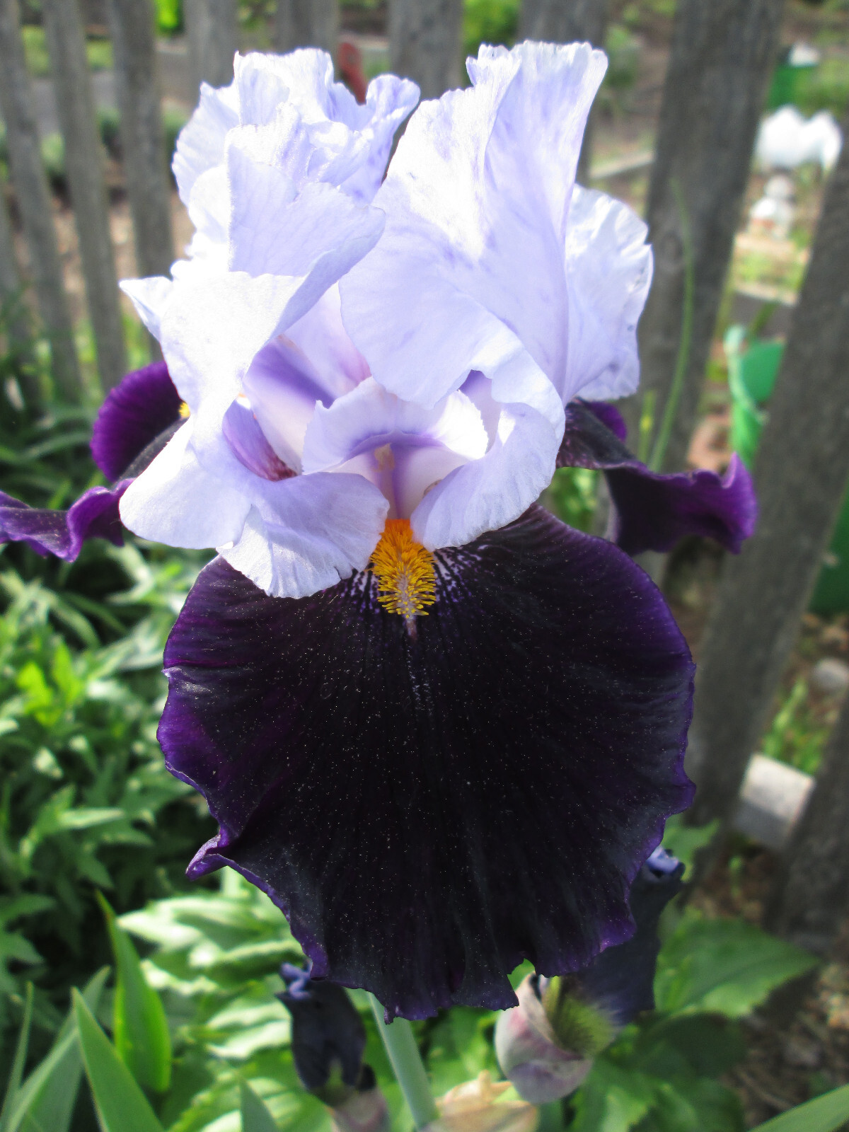 Lot of 2: German Tall Bearded Bicolor Iris – 2 Rhizomes ~ deep purple + lavender