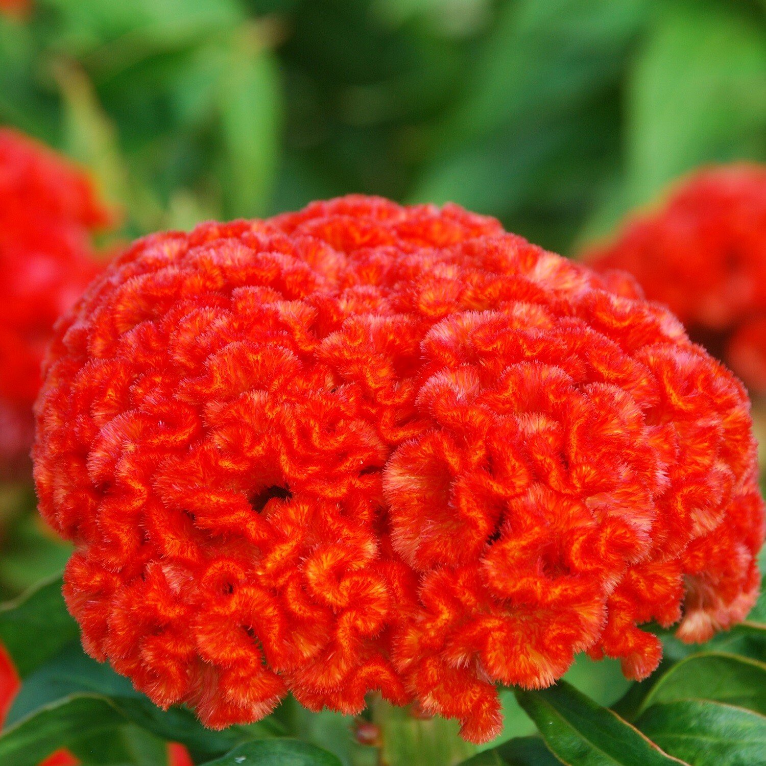 Celosia Seeds Celosia Chief Persimmon 50 Seeds Cut Flower