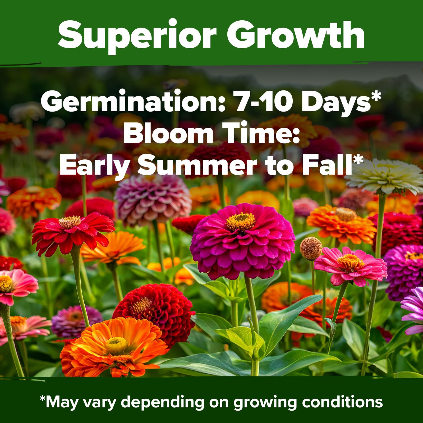 Zinnia Seeds for 2026 – California Giant Mix – 7,300+ (2 oz) Plant Wildflower…