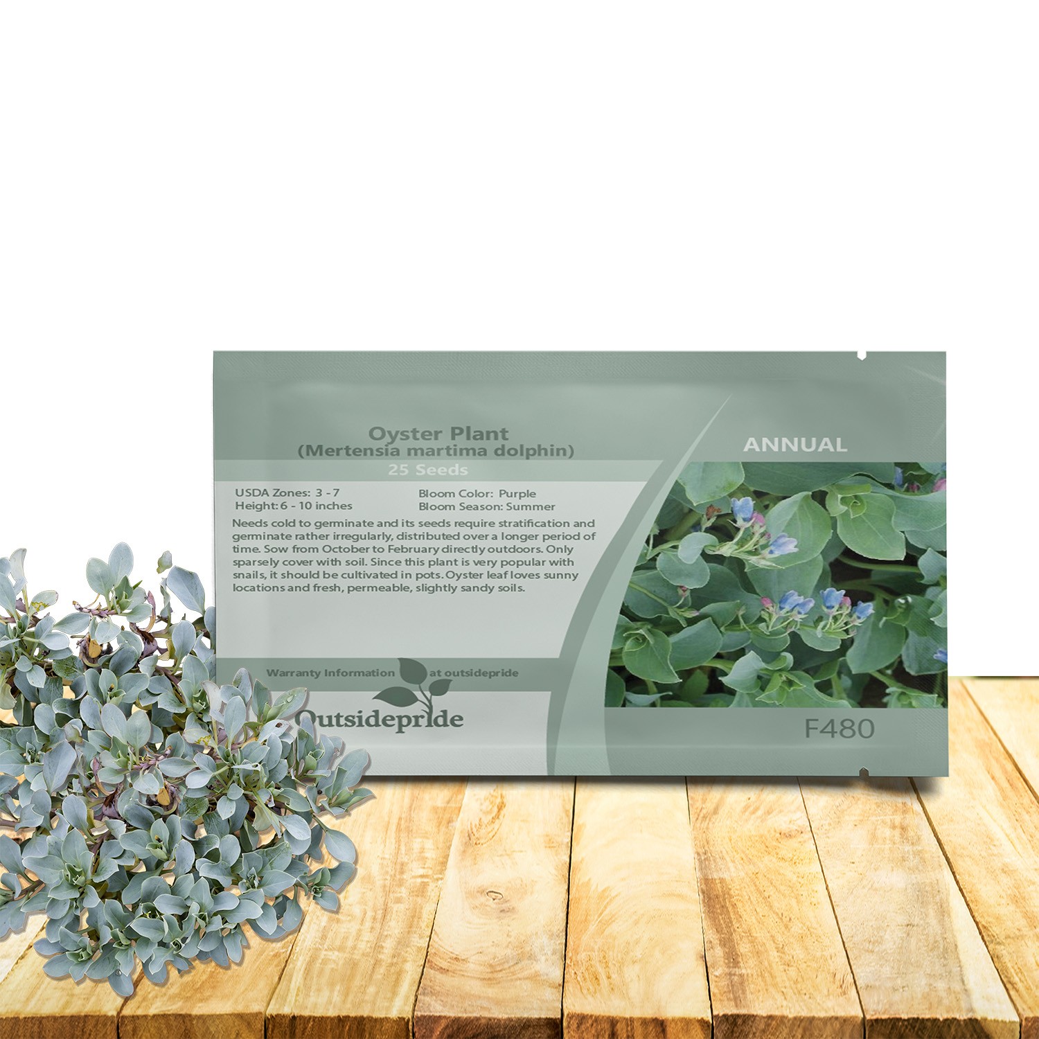 50 Seeds Oyster Plant Leaves Mertensia Maritima Edible Herb Plants