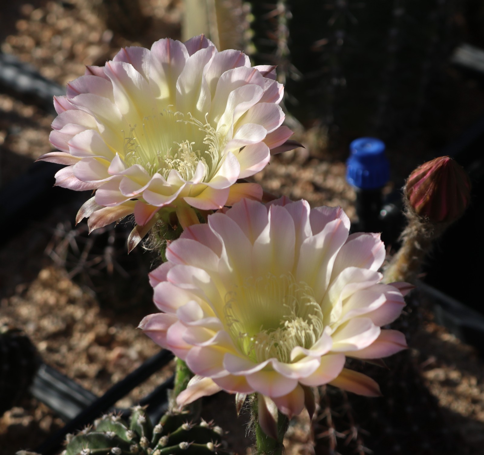 Echinopsis hybrid ‘Edwardian Lady’