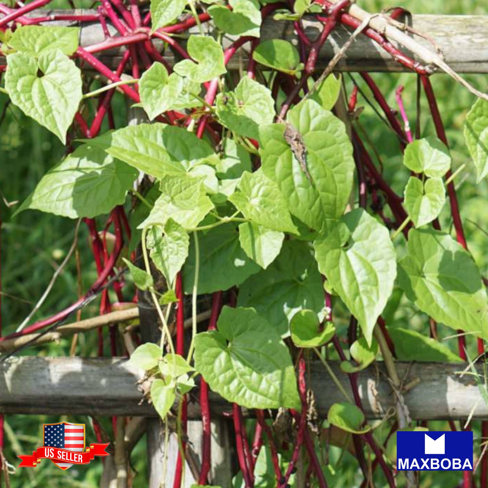 80 Spinach Fresh Seeds Red Malabar Non-GMO Heirloom Vegetable BOGO 50% OFF