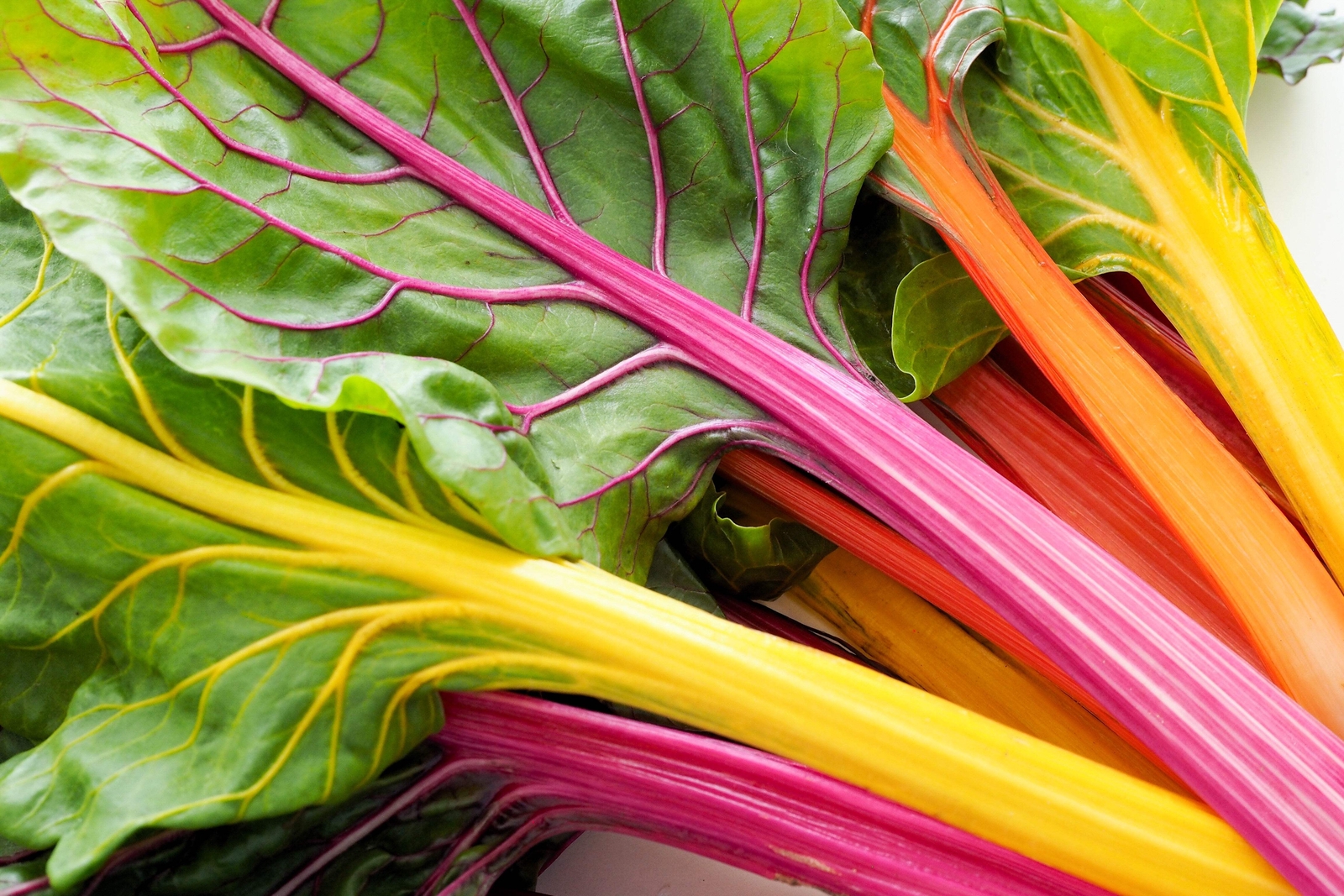 150 Northern Lights Mix SWISS CHARD Perpetual Spinach Beta Vulgaris Greens Seeds