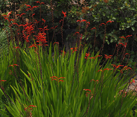 Crocosmia Zigzag Crocosmia Paniculata Hybrida – 50 Bulk Seeds